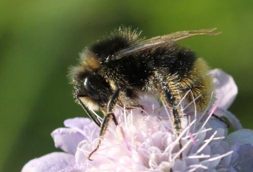 Réf. 297 097 : Bombus lapidarius